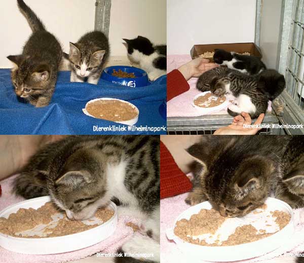 kittens eten blikvoer